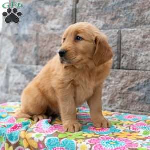 Willow, Golden Retriever Puppy